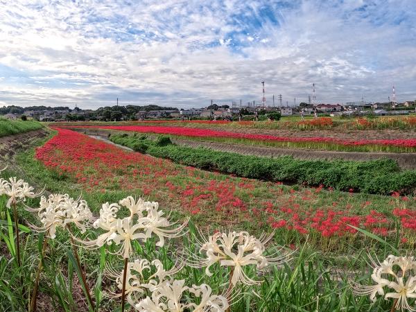 ごんの秋まつり_矢勝川（彼岸花）