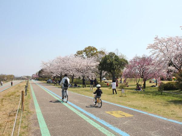 138タワーパーク さくら祭り