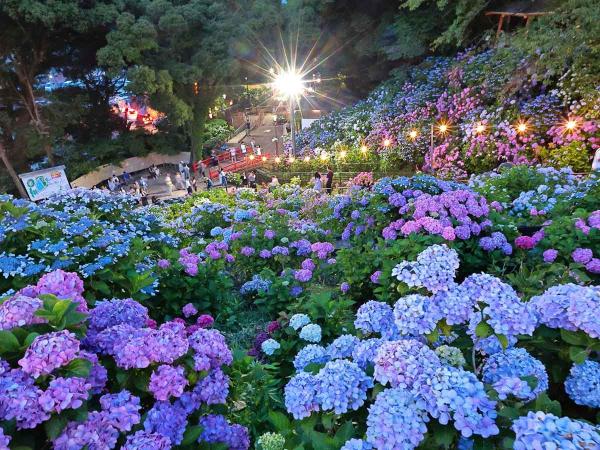 形原温泉あじさい祭り