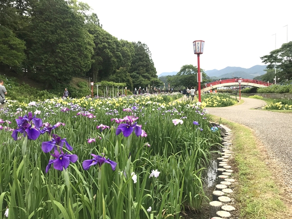 賀茂しょうぶ園 花しょうぶまつり