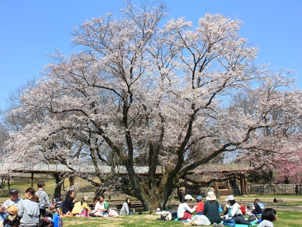 138タワーパーク さくら祭り