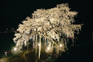 奥山田枝垂樱