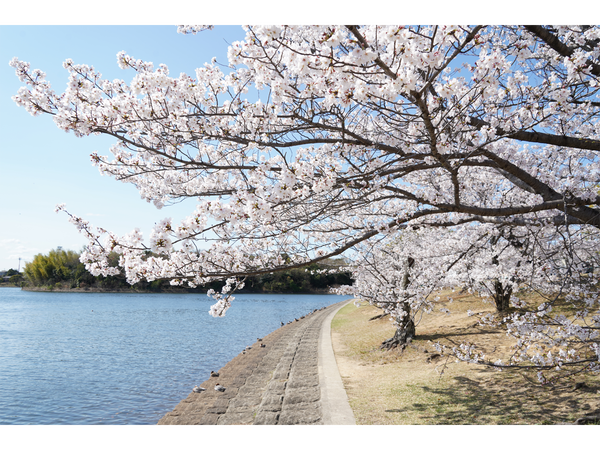 刈谷桜まつり(洲原公園)