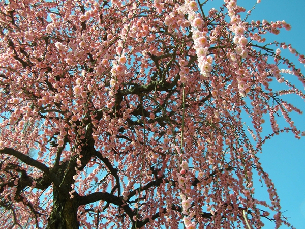 Inazawa Plum Festival (Inazawa Ume Matsuri)