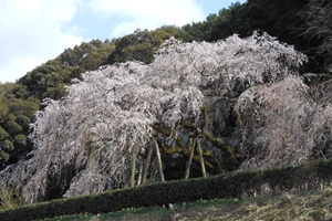 奥山田枝垂樱