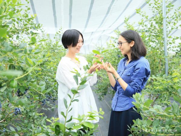 ブルーベリーのこみち