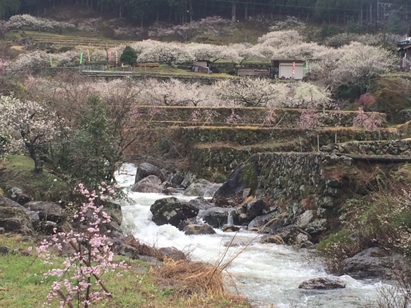 川売の梅花まつり