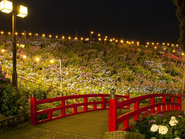 Katahara Onsen Hot Spring Hydrangea Festival