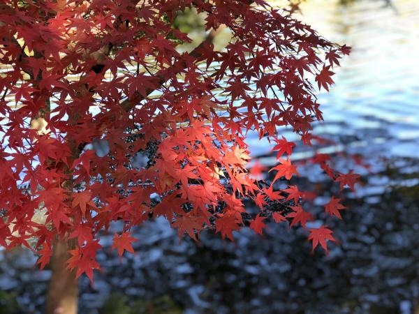 東山動植物園　もみじ狩り