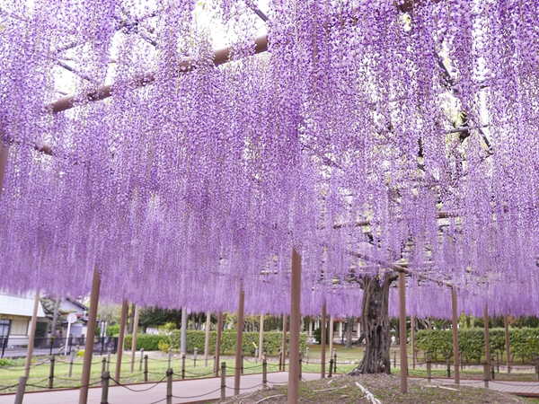 尾張津島藤まつり（天王川公園）