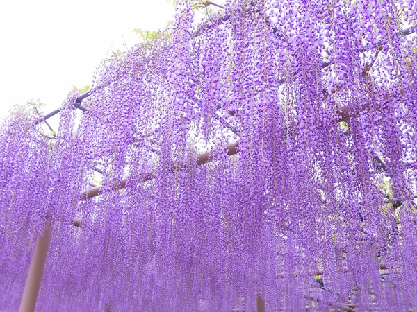 尾張津島藤まつり（天王川公園）