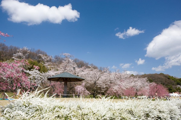 水源桜まつり