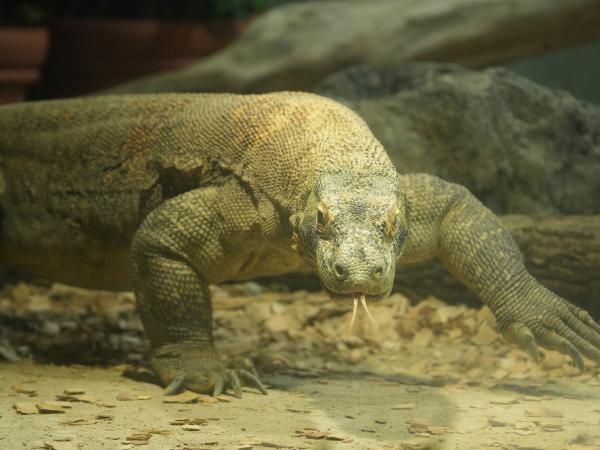 東山動植物園秋まつり