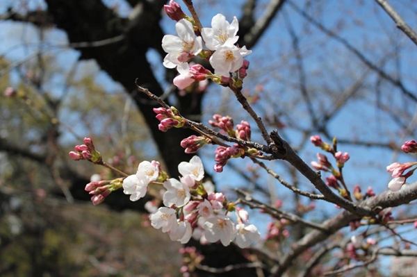 鶴舞公園　花卉節