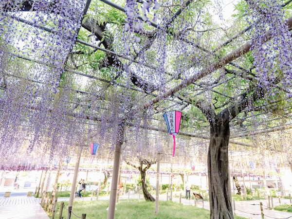 こうなん藤まつり　曼陀羅寺公園
