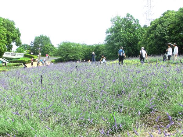 Arakogawa Park Lavender Fair