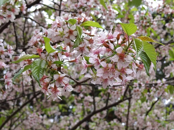 Prunus cerasoides - Wild Himalaya Cherry Blossoms in Autumn at Fumonji Temple - Toyohashi-City