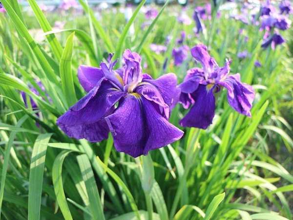 萬葉公園高松分園　花しょうぶ祭