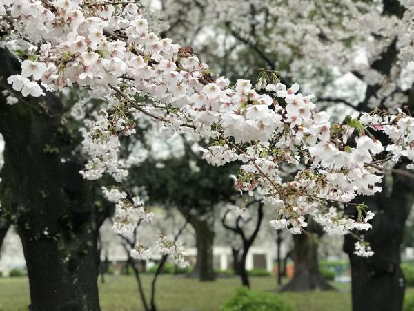쓰루마 공원 벚꽃축제