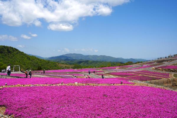 茶臼山高原芝桜まつり