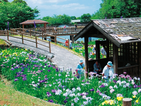 赤塚山公園 花しょうぶまつり
