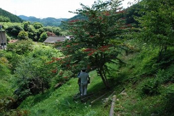 伊藤（実）農園
