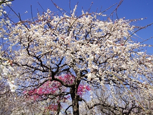 稻泽梅花节