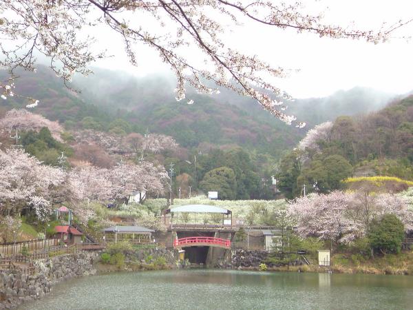 桜ゆきやなぎ祭