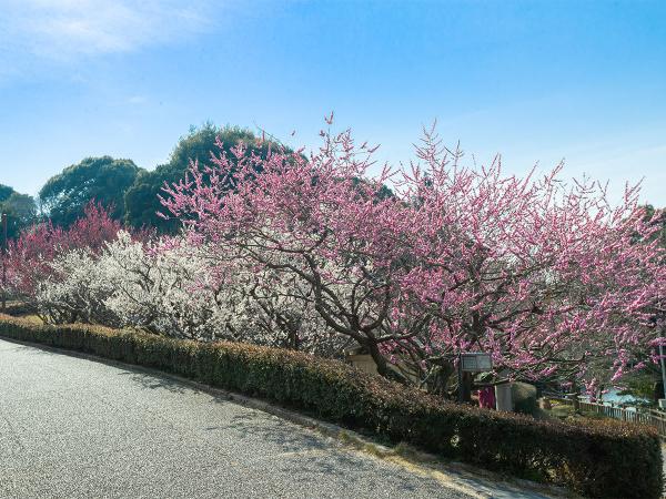 赤塚山公園 梅まつり