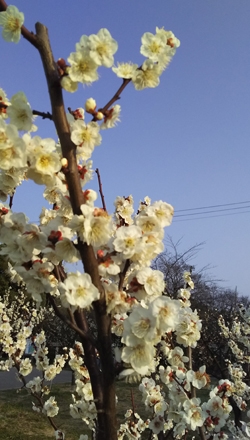 佐布里池梅花節