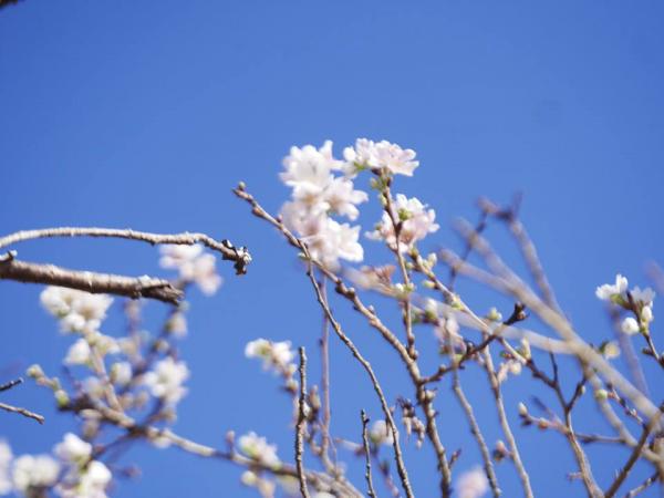 小原四季櫻節