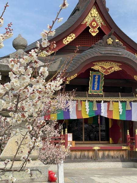 Iwazu Temmangu Shrine Plum Blossom Festival