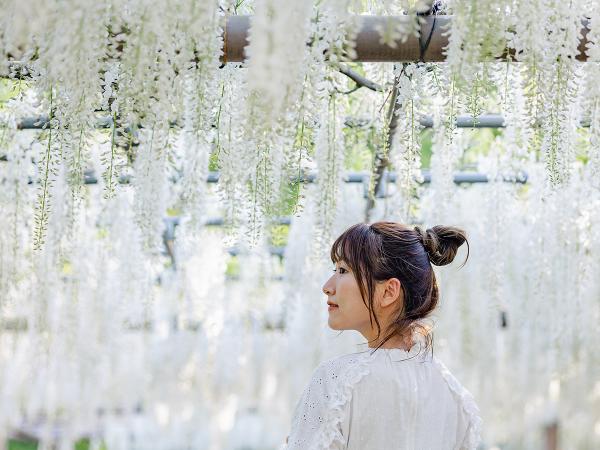 こうなん藤まつり　曼陀羅寺公園