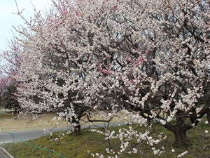 稻泽梅花节