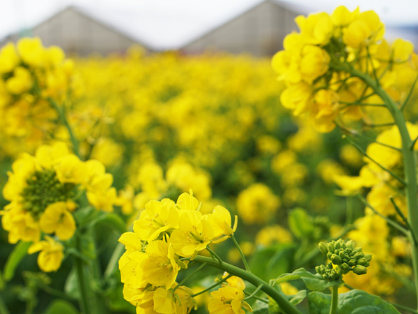 渥美半島菜の花まつり