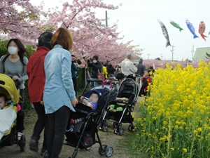 免免田川油菜花和樱花节