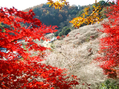 Obara, for the Best Natural Scenes and Hand Made Screens