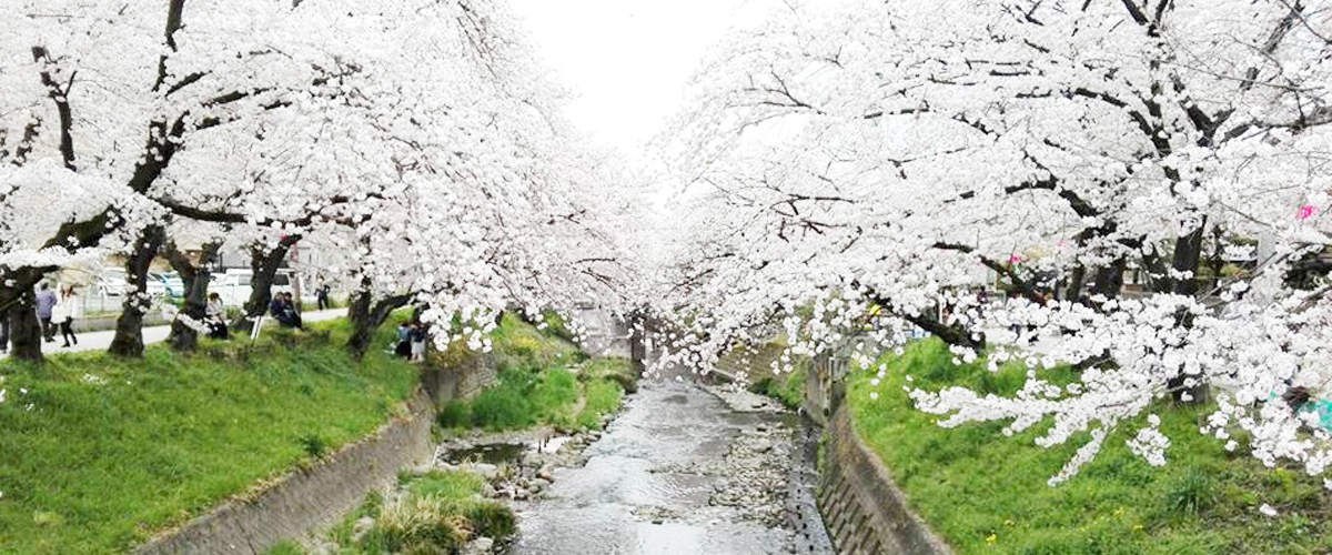  벚꽃 명소