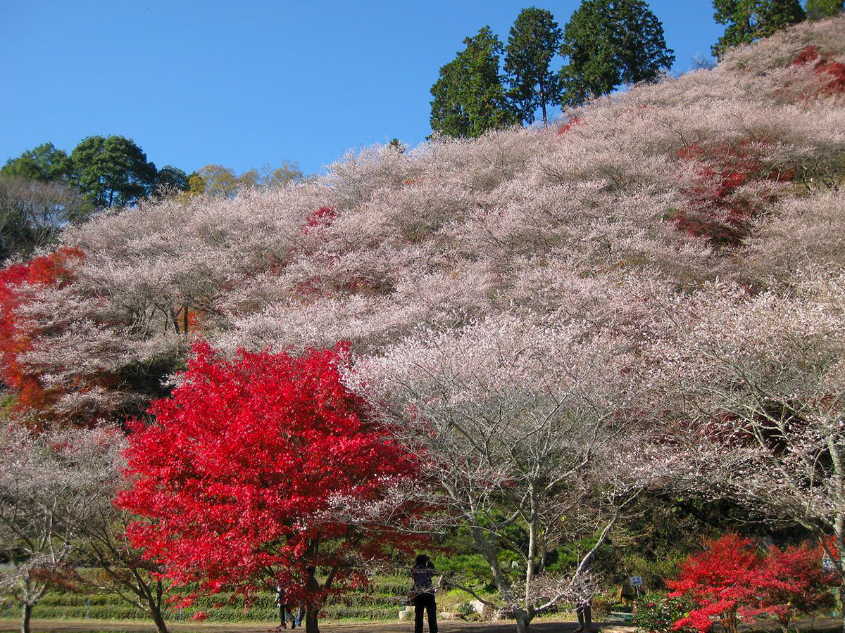 Cherry Blossom and Autumn Leaves Together? Only in Aichi’s Obara! - Four-Seasons Cherry Blossoms &amp; Traditional Washi Paper