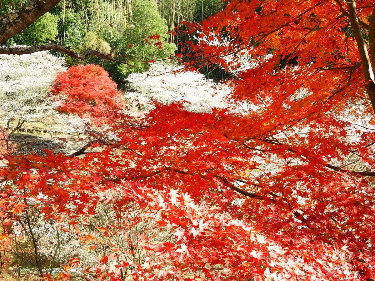 Cherry Blossom and Autumn Leaves Together? Only in Aichi’s Obara! - Four-Seasons Cherry Blossoms &amp; Traditional Washi Paper