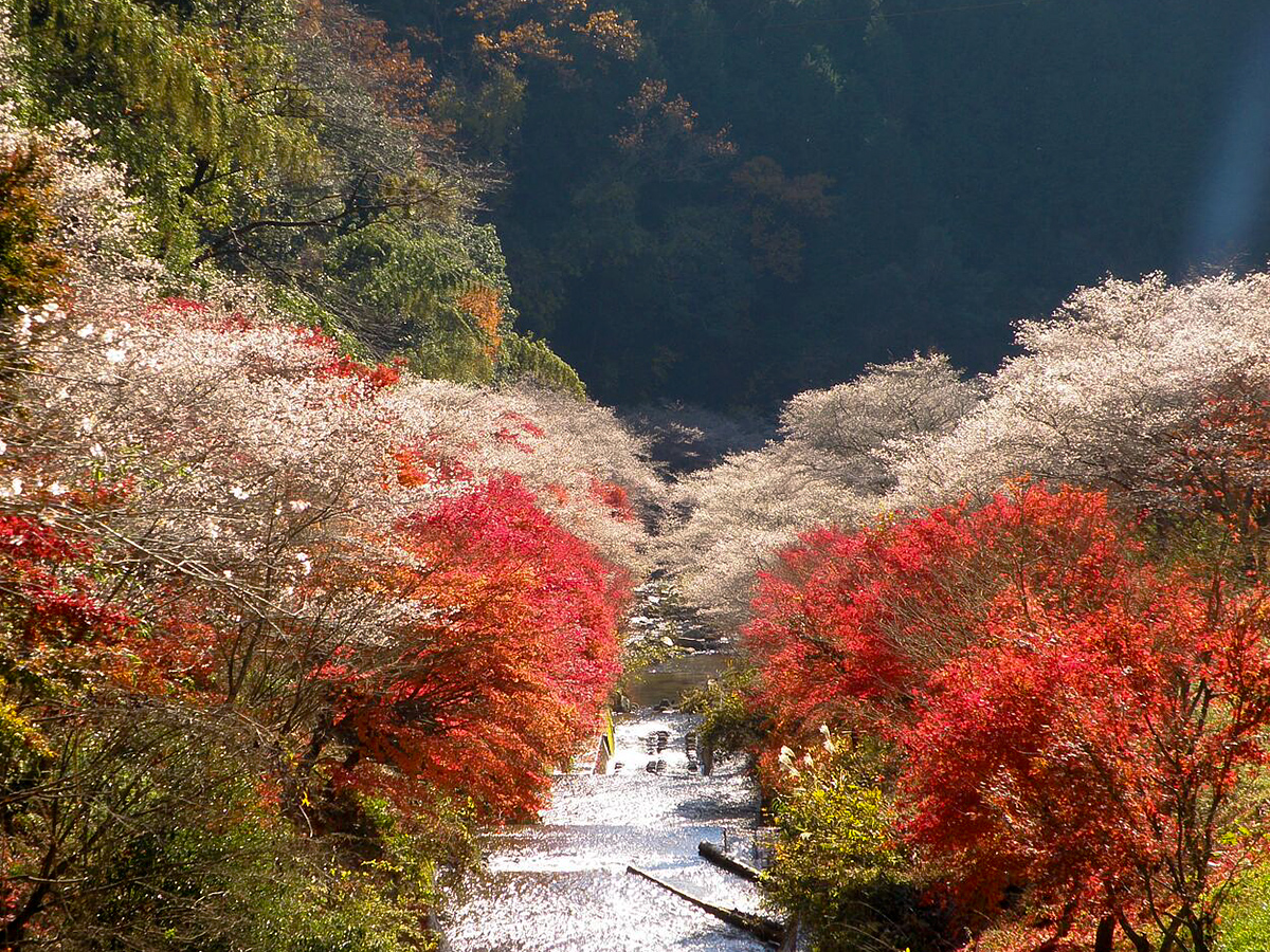 Cherry Blossom and Autumn Leaves Together? Only in Aichi’s Obara! - Four-Seasons Cherry Blossoms &amp; Traditional Washi Paper