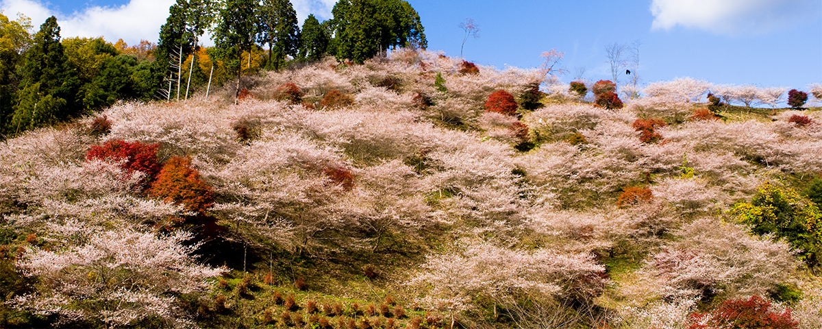 Cherry Blossom and Autumn Leaves Together? Only in Aichi’s Obara! - Four-Seasons Cherry Blossoms &amp; Traditional Washi Paper