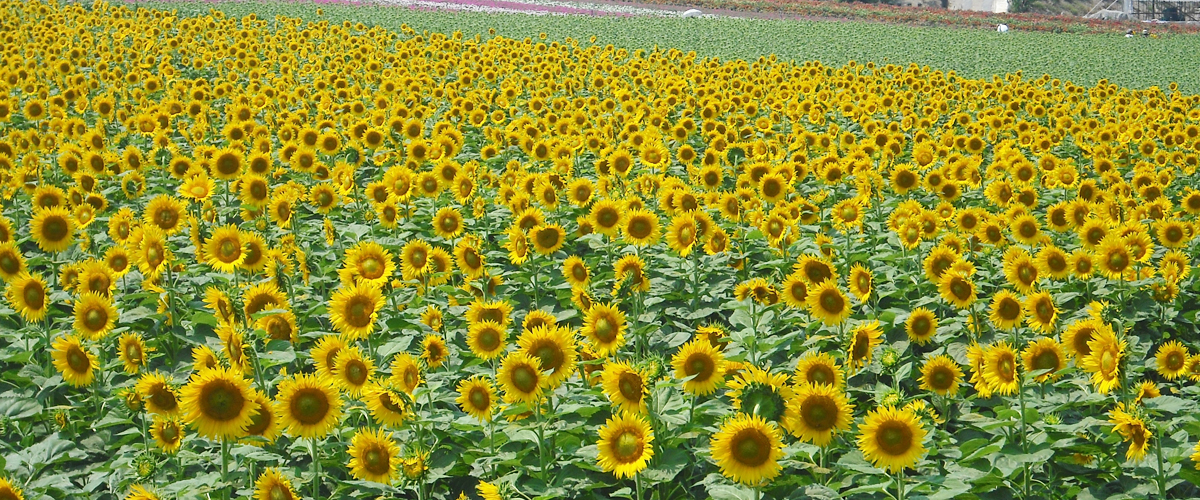 Aichi’s Famous Flower Attractions Special Feature