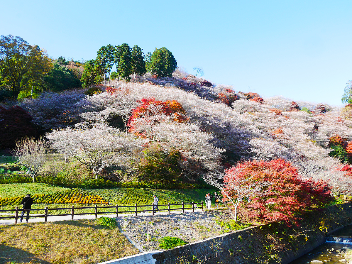 Cherry Blossom and Autumn Leaves Together? Only in Aichi’s Obara! - Four-Seasons Cherry Blossoms &amp; Traditional Washi Paper