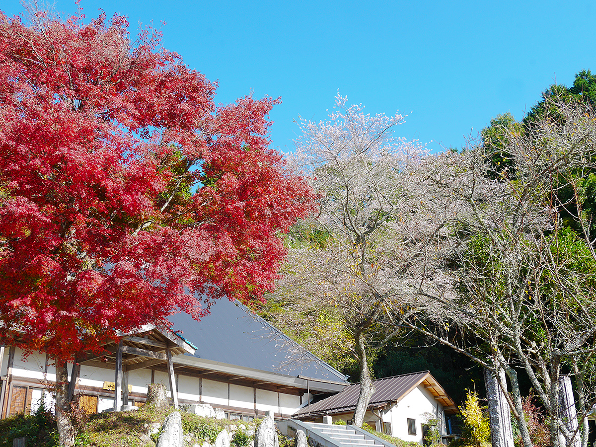 Cherry Blossom and Autumn Leaves Together? Only in Aichi’s Obara! - Four-Seasons Cherry Blossoms &amp; Traditional Washi Paper