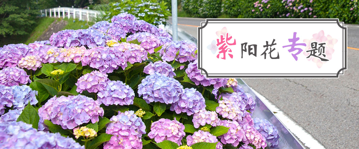 紫阳花专题