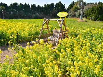 伊良湖菜の花ガーデン