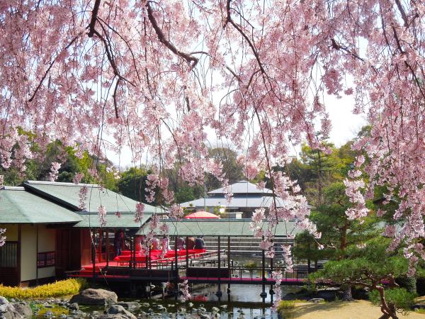 白鳥庭園　觀櫻會　賞花茶會