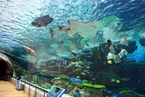 名古屋港水族館