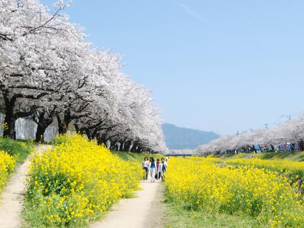 丰川市樱花节